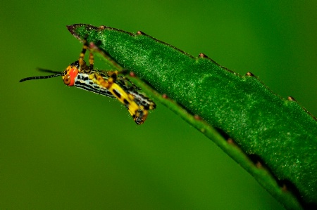 Baby grasshopper II