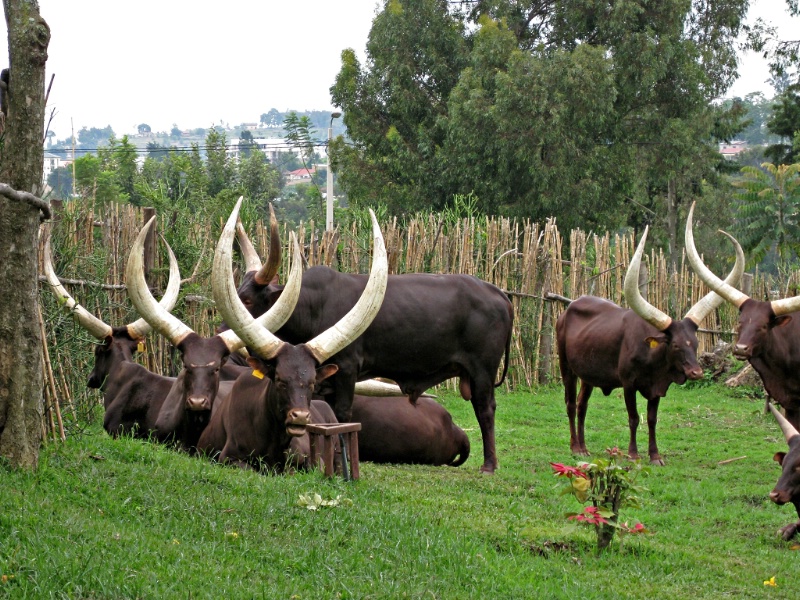 Royal Cattle, King's Palace, Nyanza, Rwanda