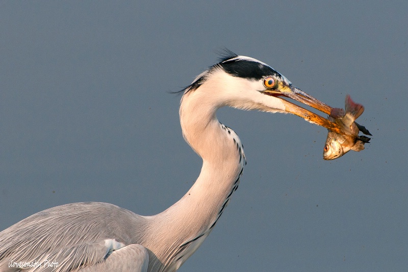 Fish and the Heron