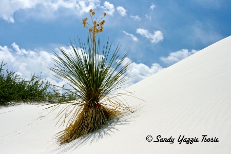 Against White Sands