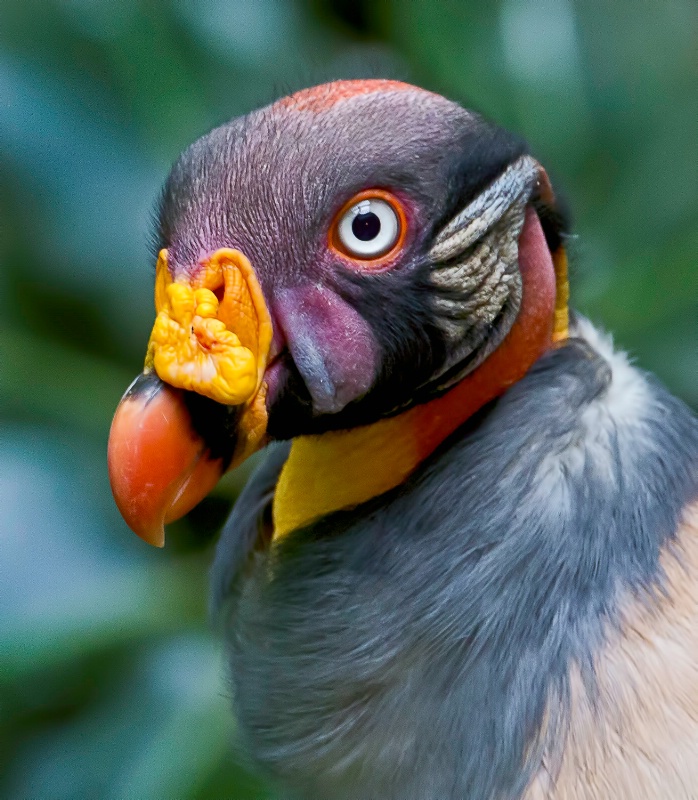 King Vulture