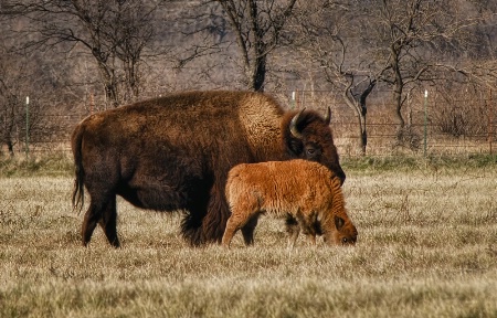 Close to Mom