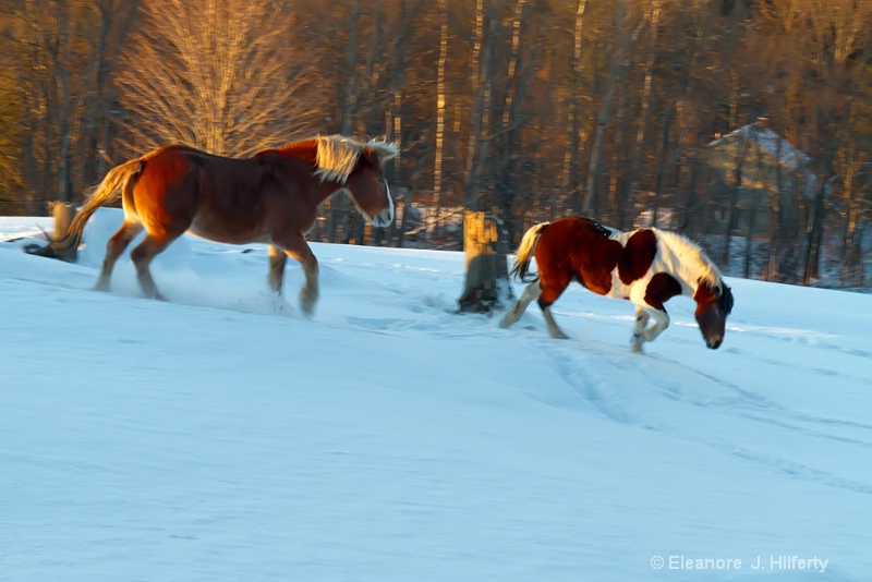 Horses in a hurry - ID: 12649971 © Eleanore J. Hilferty