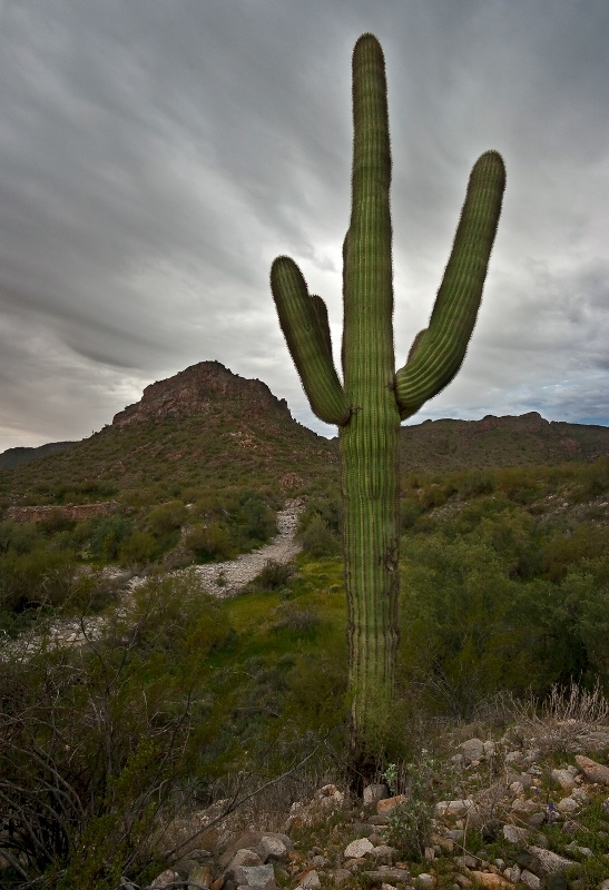 Saguaro - ID: 12650017 © Patricia A. Casey