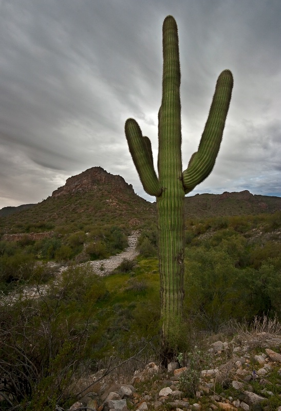 Saguaro