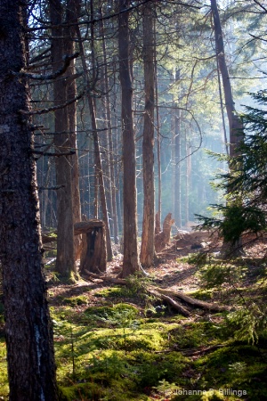 Backlit woods