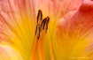 Close-Up On Lily