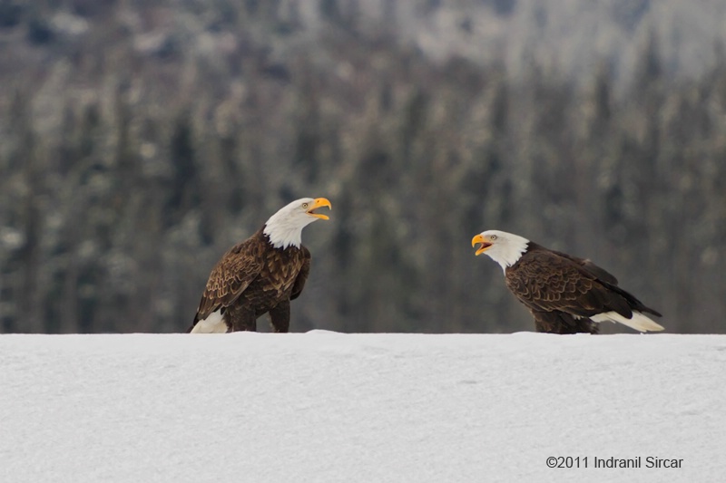 Two Eagles!
