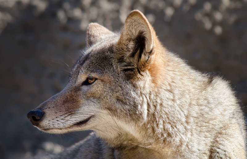 Cool Coyote