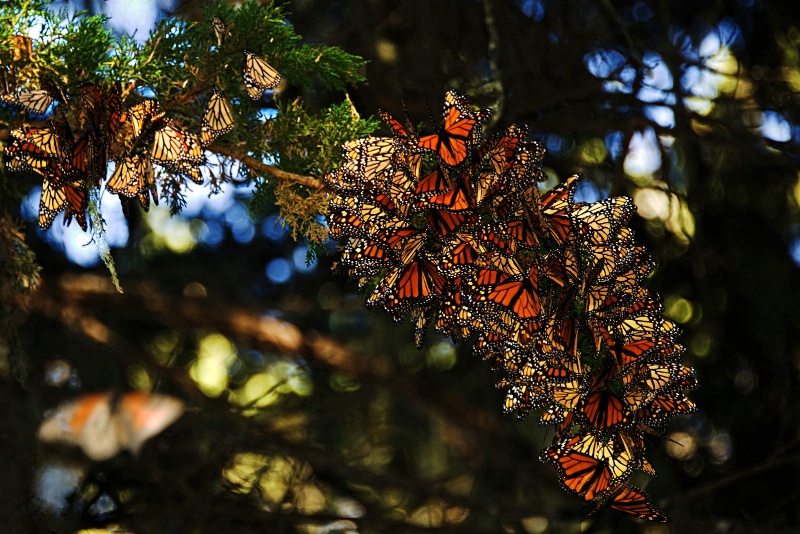 Monarchs of Pacific Grove - ID: 12653315 © Clyde Smith