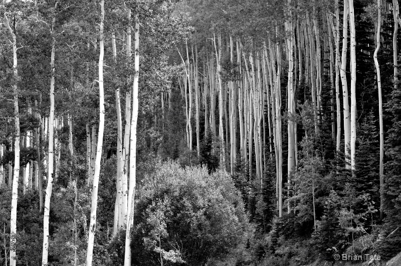 Hillside Aspens, Telluride, CO