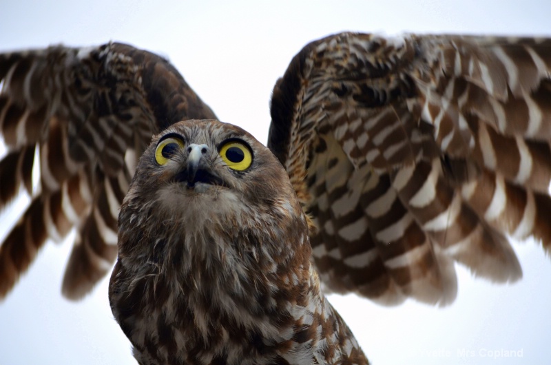 Extra Click - Owl in Flight