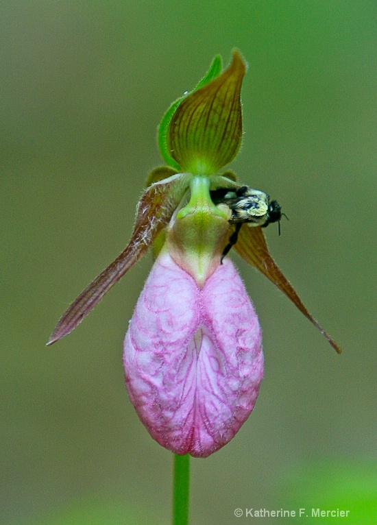 Bee exiting the Lady Slipper