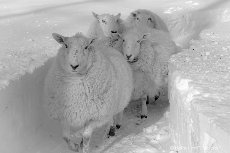 Winter Fleece