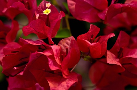 Bougainvillea