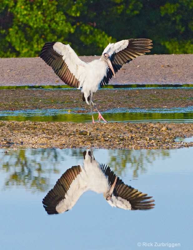 Wood Stork Reflection - ID: 12655198 © Rick Zurbriggen
