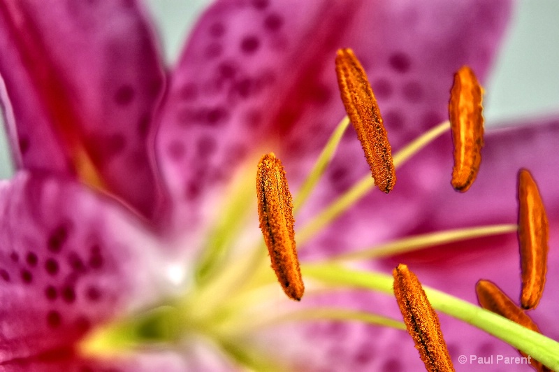 A simple Flower II - ID: 12655331 © paul parent