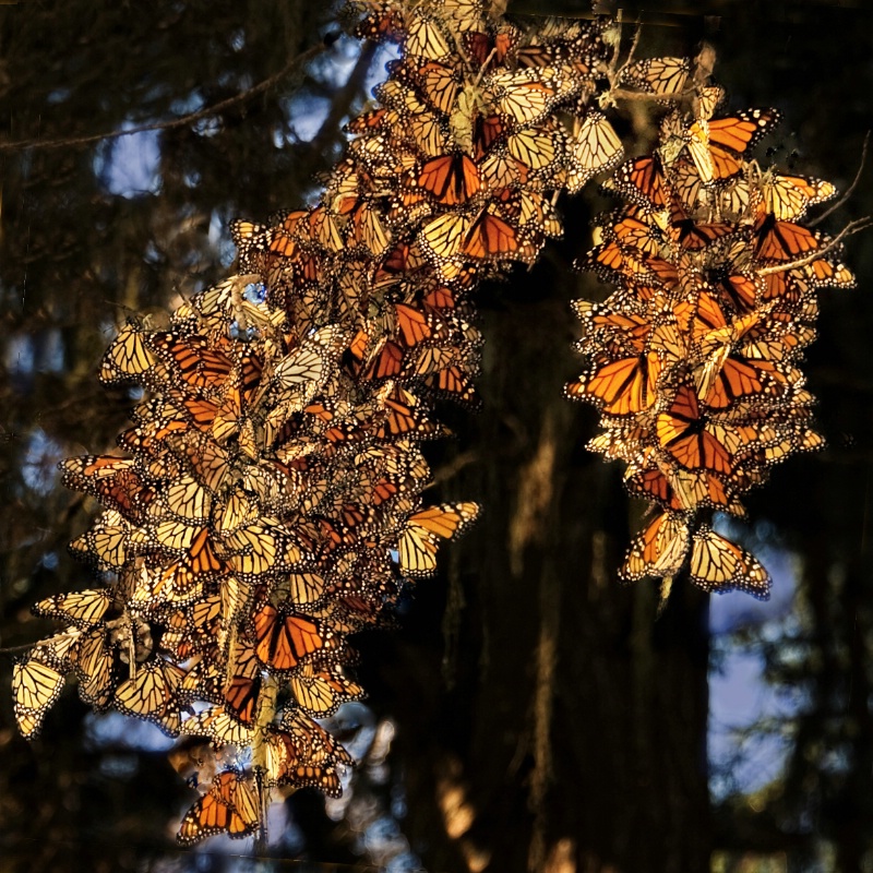 Wintering Monarchs - ID: 12655394 © Clyde Smith