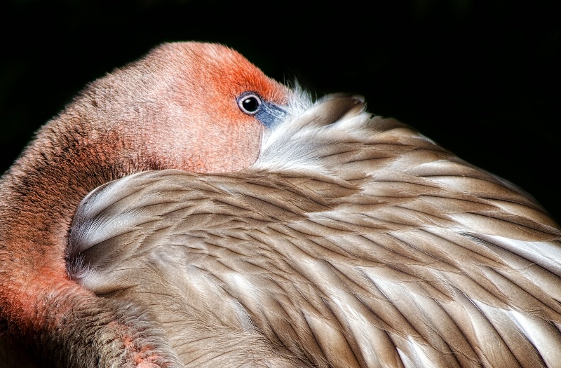Young Flamingo