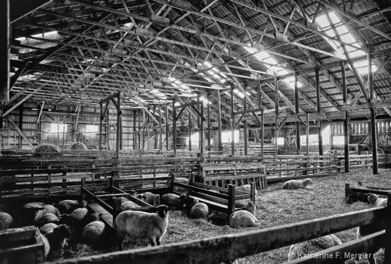 Sheep Farm in Northern Nova Scotia