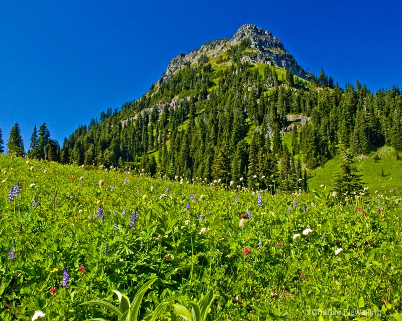 Alpine Flowers, Naches Peak