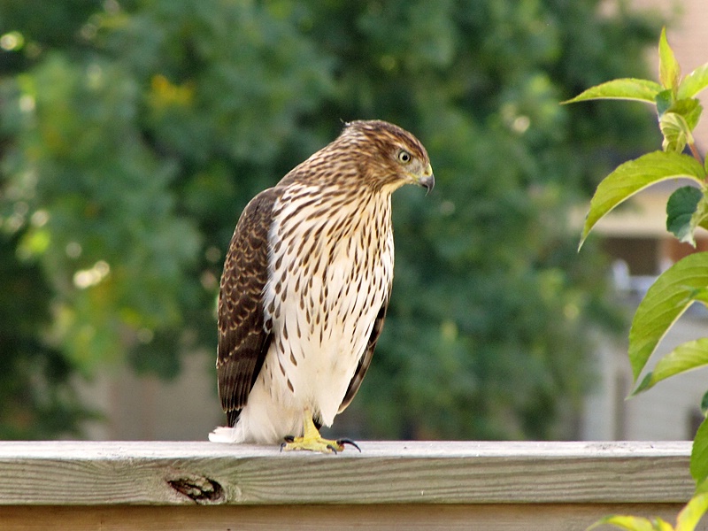 A Hawk in my Backyard!