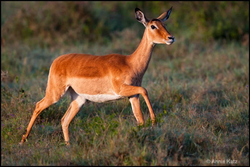 running gazelle - ID: 12656198 © Annie Katz