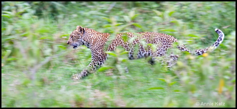 running leopard cub - ID: 12656200 © Annie Katz