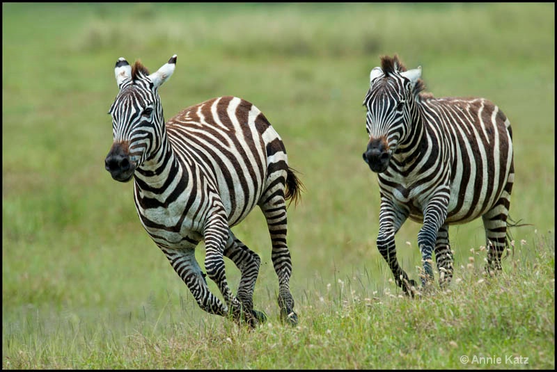 running zebras - ID: 12656201 © Annie Katz