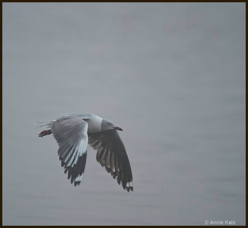 seagull in the fog - ID: 12656202 © Annie Katz