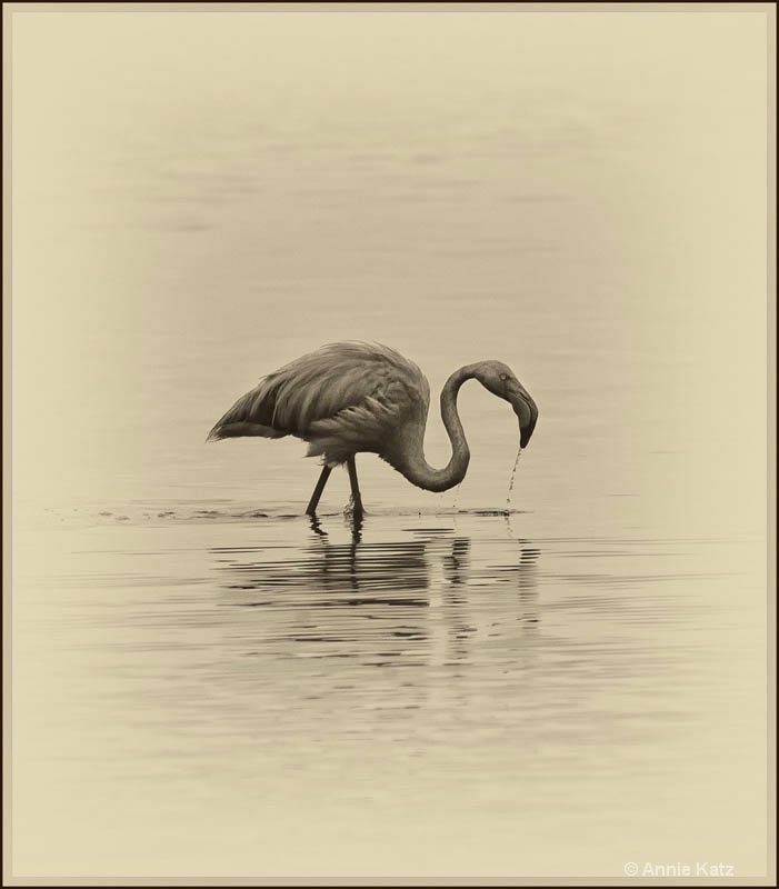 sepia lake nakuru flamingo - ID: 12656203 © Annie Katz