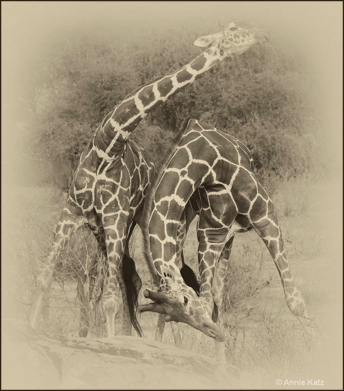 sepia sparring giraffes 4 - ID: 12656208 © Annie Katz