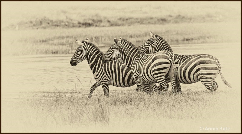 sepia zebras 1 - ID: 12656212 © Annie Katz