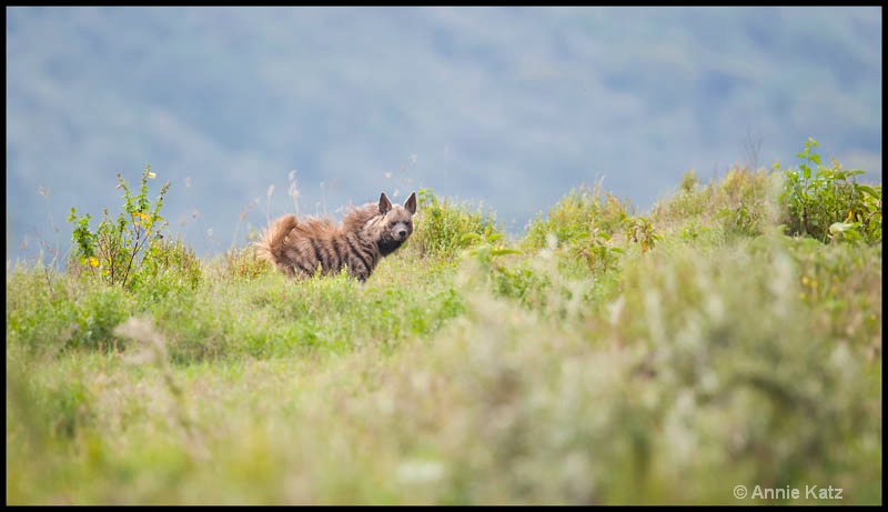 striped hyena - ID: 12656222 © Annie Katz