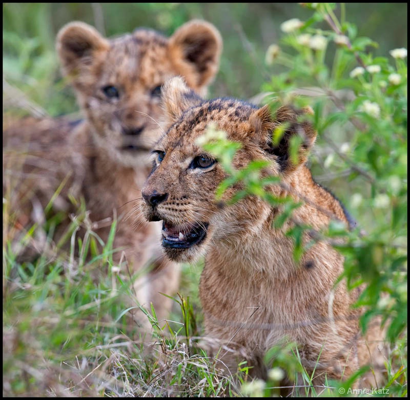 two baby lions - ID: 12656231 © Annie Katz