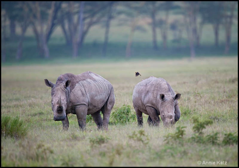 two nakuru white rhinos - ID: 12656233 © Annie Katz