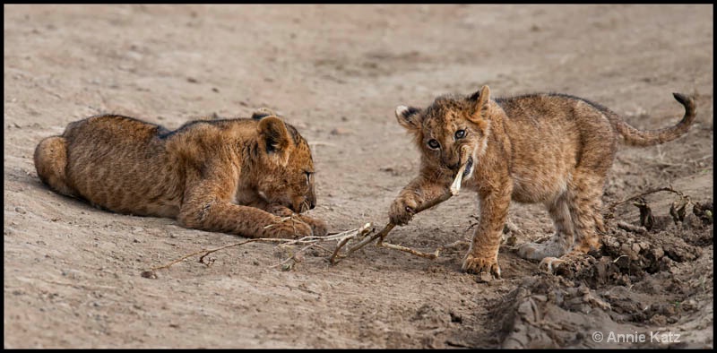 two playing cubs - ID: 12656234 © Annie Katz
