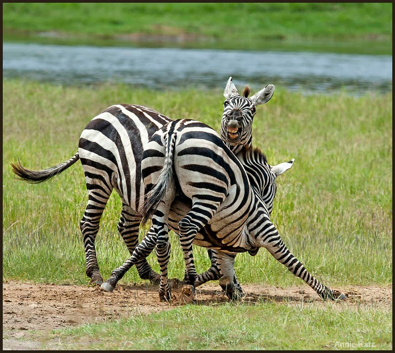 two spatting zebras - ID: 12656235 © Annie Katz