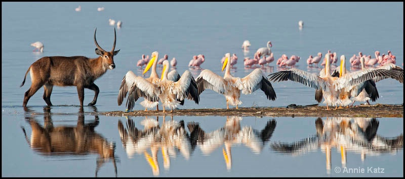 waterbuck meets pelicans - ID: 12656238 © Annie Katz