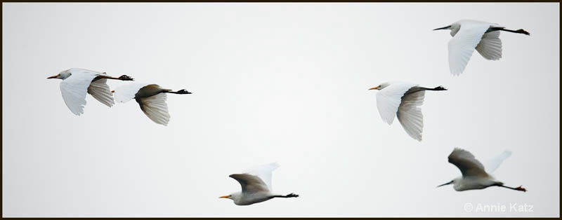 white birds - ID: 12656242 © Annie Katz