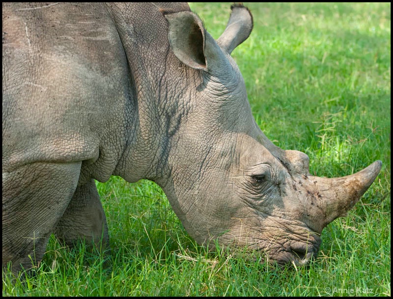 white rhino - ID: 12656243 © Annie Katz