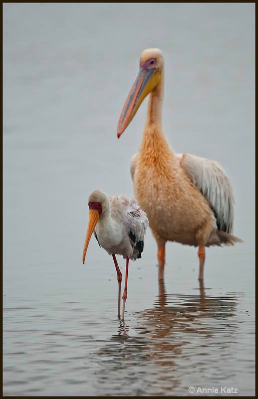 yellow billed stork   pelican - ID: 12656248 © Annie Katz