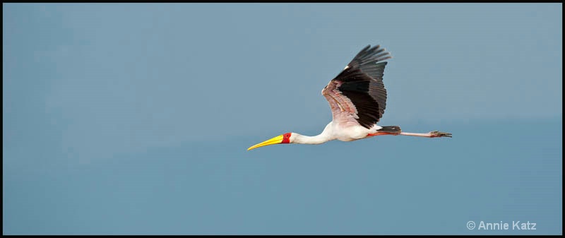 yellow billed stork - ID: 12656249 © Annie Katz