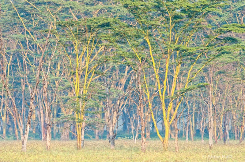 yellow fever trees - ID: 12656250 © Annie Katz