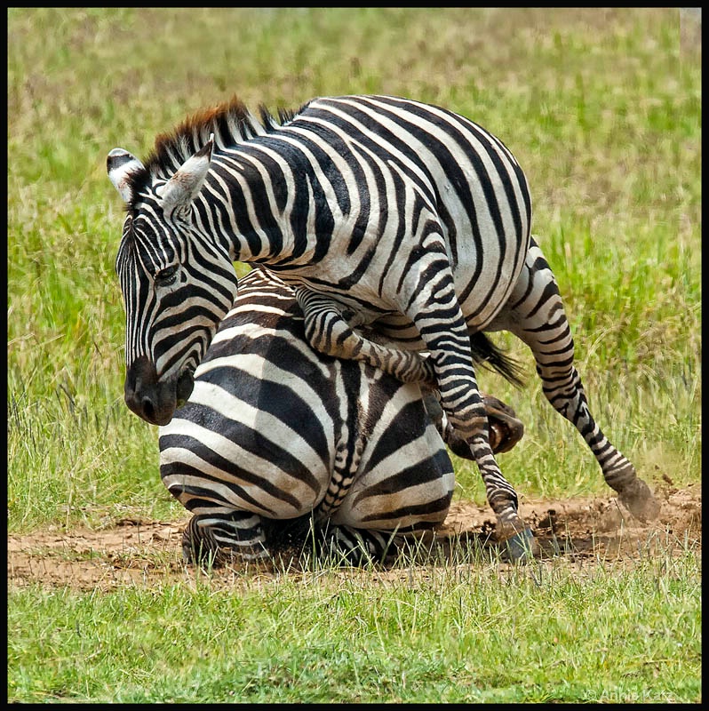 zebra bite - ID: 12656253 © Annie Katz
