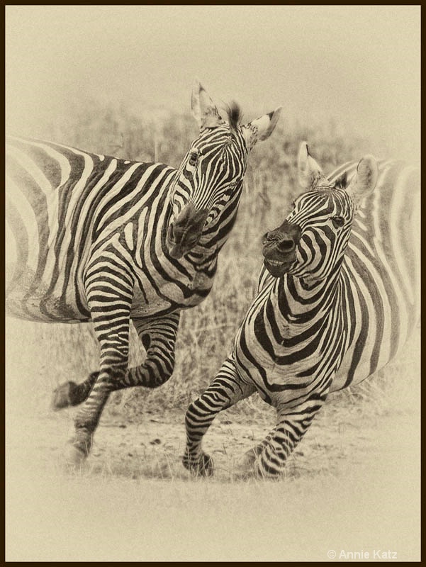 zebra fight 1 - ID: 12656254 © Annie Katz