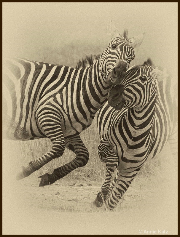 zebra fight 1a - ID: 12656255 © Annie Katz