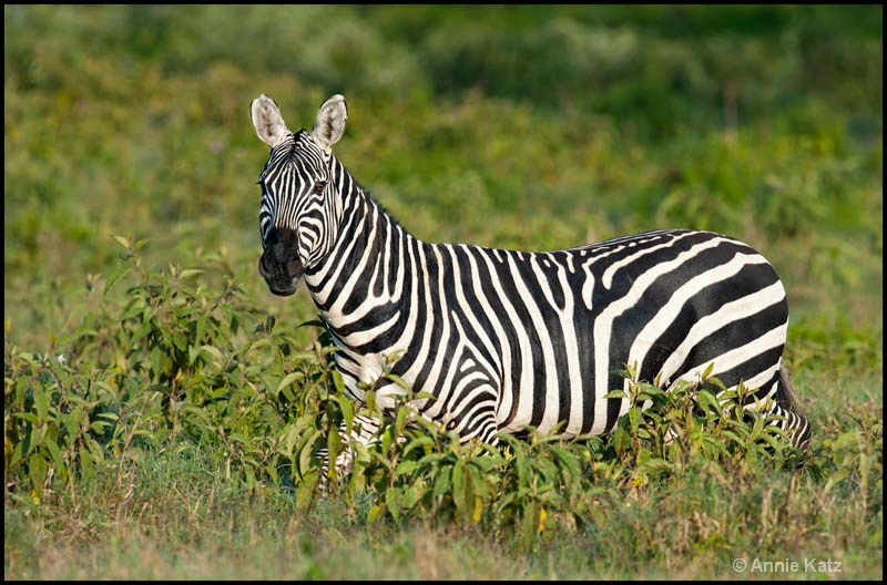 zebra in nakuru - ID: 12656256 © Annie Katz