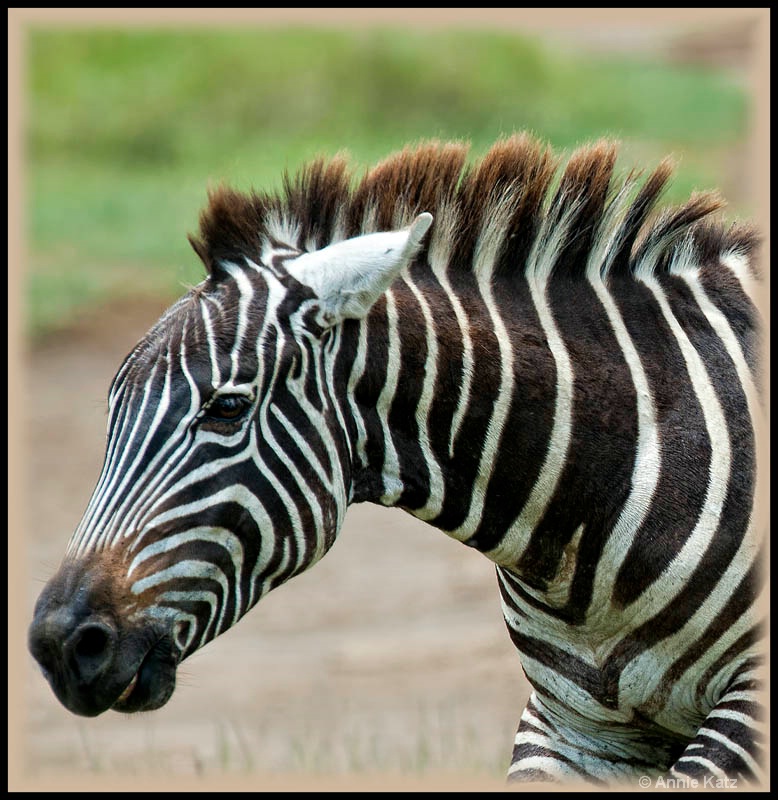 zebra on the run - ID: 12656257 © Annie Katz
