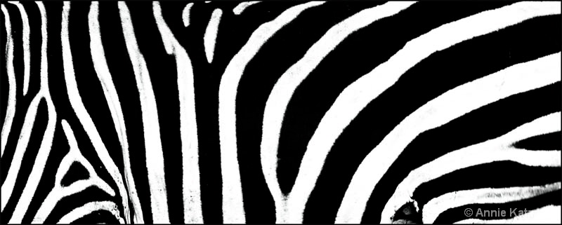 zebra stripes - ID: 12656258 © Annie Katz